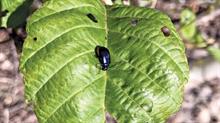 Alder leaf beetle - credit: Dove Associates